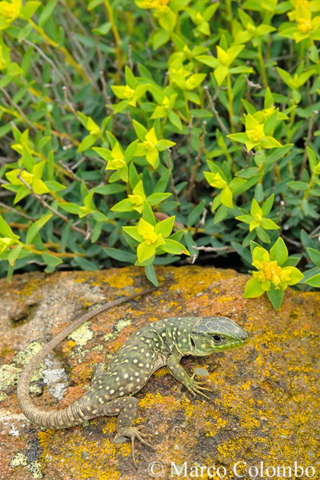 Lucertola ocellata (Timon lepidus) in Liguria